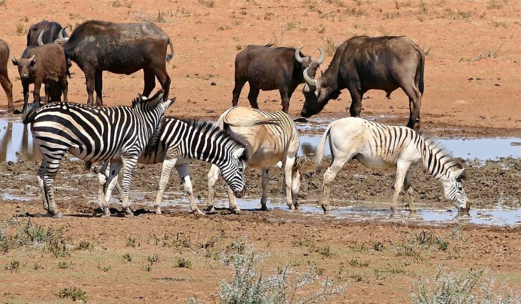 Present day Plains zebra with quagga-like markings